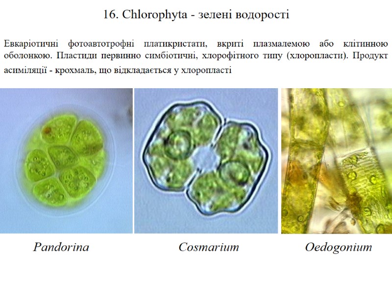 16. Chlorophyta - зелені водорості  Евкаріотичні фотоавтотрофні платикристати, вкриті плазмалемою або клітинною оболонкою.